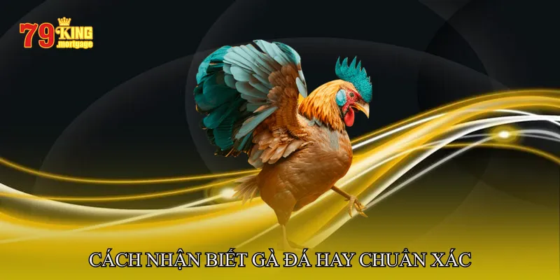 Cách Nhận Biết Gà Đá Hay Chuẩn Xác