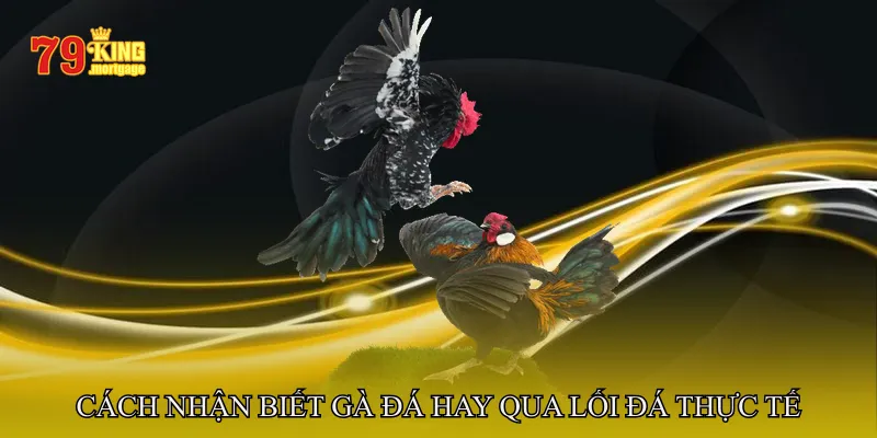 Cách Nhận Biết Gà Đá Hay Qua Lối Đá Thực Tế