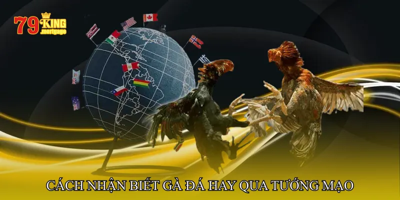 Cách Nhận Biết Gà Đá Hay Qua Tướng Mạo