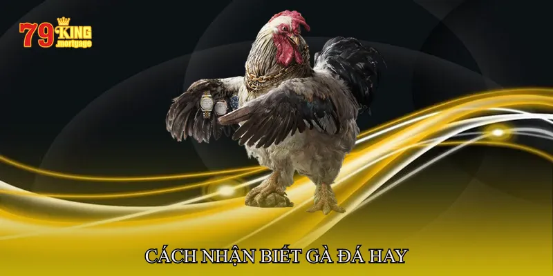 Cách nhận biết gà đá hay