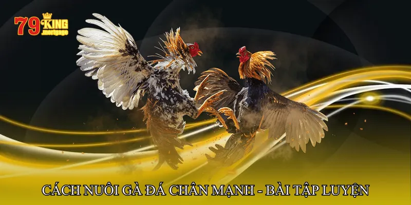 Cách nuôi gà đá chân mạnh - Bài tập luyện
