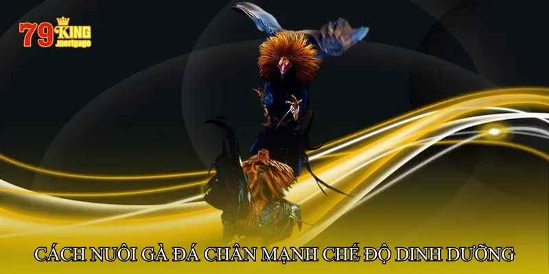 Cách nuôi gà đá chân mạnh - Chế độ dinh dưỡng