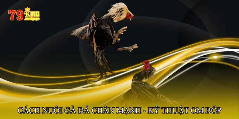 Cách nuôi gà đá chân mạnh - Kỹ thuật om bóp