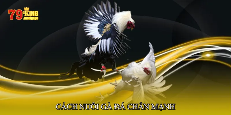 Cách nuôi gà đá chân mạnh