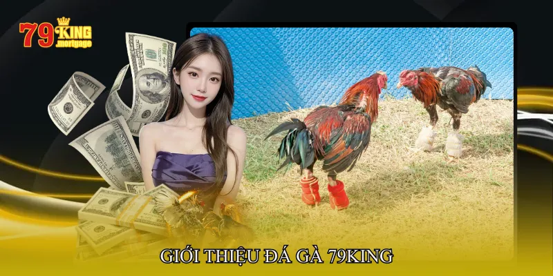 Giới Thiệu Đá Gà 79King